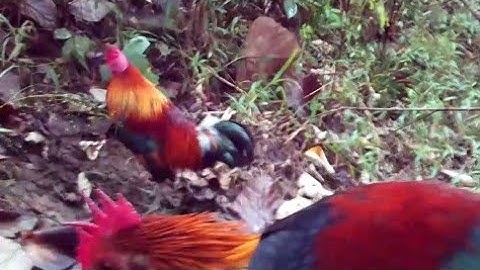 Cuab qaib qus 6/10/2020.bẫy gà rừng đầu mùa bổi qúa sung👍