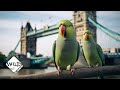 How these exotic parrots ended up in london  wild to know