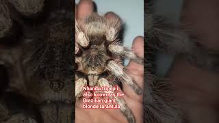 Nhandu tripepii #tarantula #spider #labalaba #insects #aphonopelma #brazil #shorts #animals