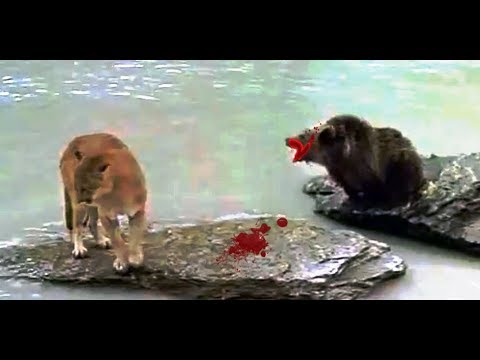 mountain lion attacks-mountain lion vs Grizzly bear-animal fight