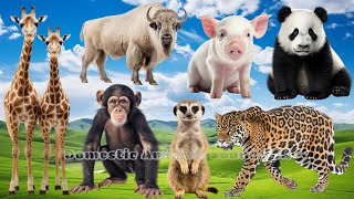 Cute Baby Monkeys: Cheetah, Lion, Puma, Bear, Reindeer, Monkey, Penguin | Animal Moments by Domestic Animals Sounds 4K 851 views 12 days ago 34 minutes