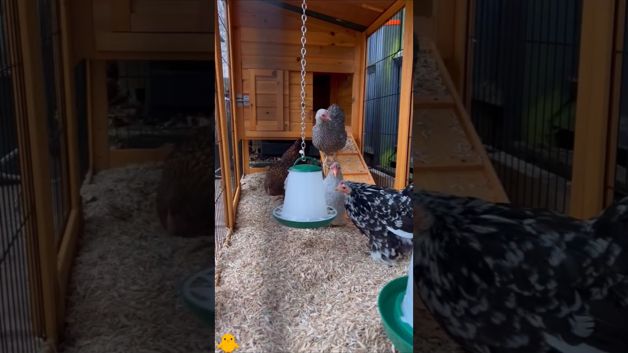 "🎉 Hen House Happiness You've Never Seen ChickEnjoying Their Home Like This🐔🏡 