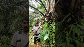 palm worker ❌Mistry ✅ #youtubeshorts #shortsfeed #viral #video #foryou #palm #mistry #myvideo