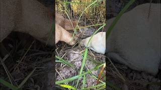 animals junglehunter funnyanimals wildlife primitiveplus