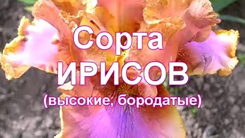 Сорта бородатых ирисов