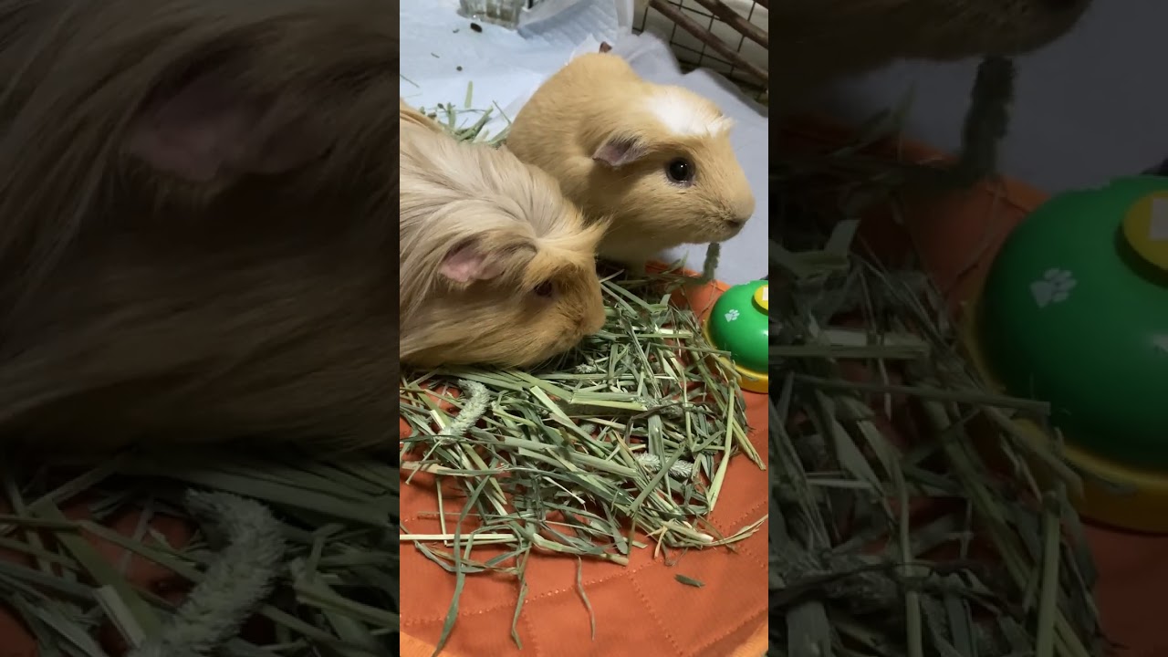 Purin & Maple Bonding Time 🐹🌿