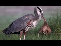 Great blue heron finally catches a big gopher