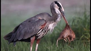 Great Blue Heron finally catches a big gopher