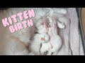 Big Kittens Cuddle With Little Kittens After Cat Gives Birth