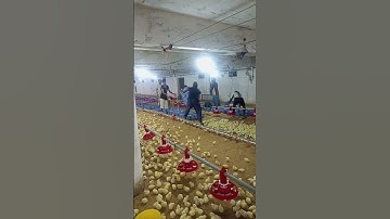 Broiler chicks opening in the farm #broilerchicken #poultry #poultryfarm #poultryfarming #chicken