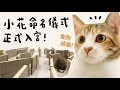 【黃阿瑪的後宮生活】小花命名儀式！正式入宮！