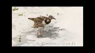 Ruddy Turnstone Arenaria Interpres