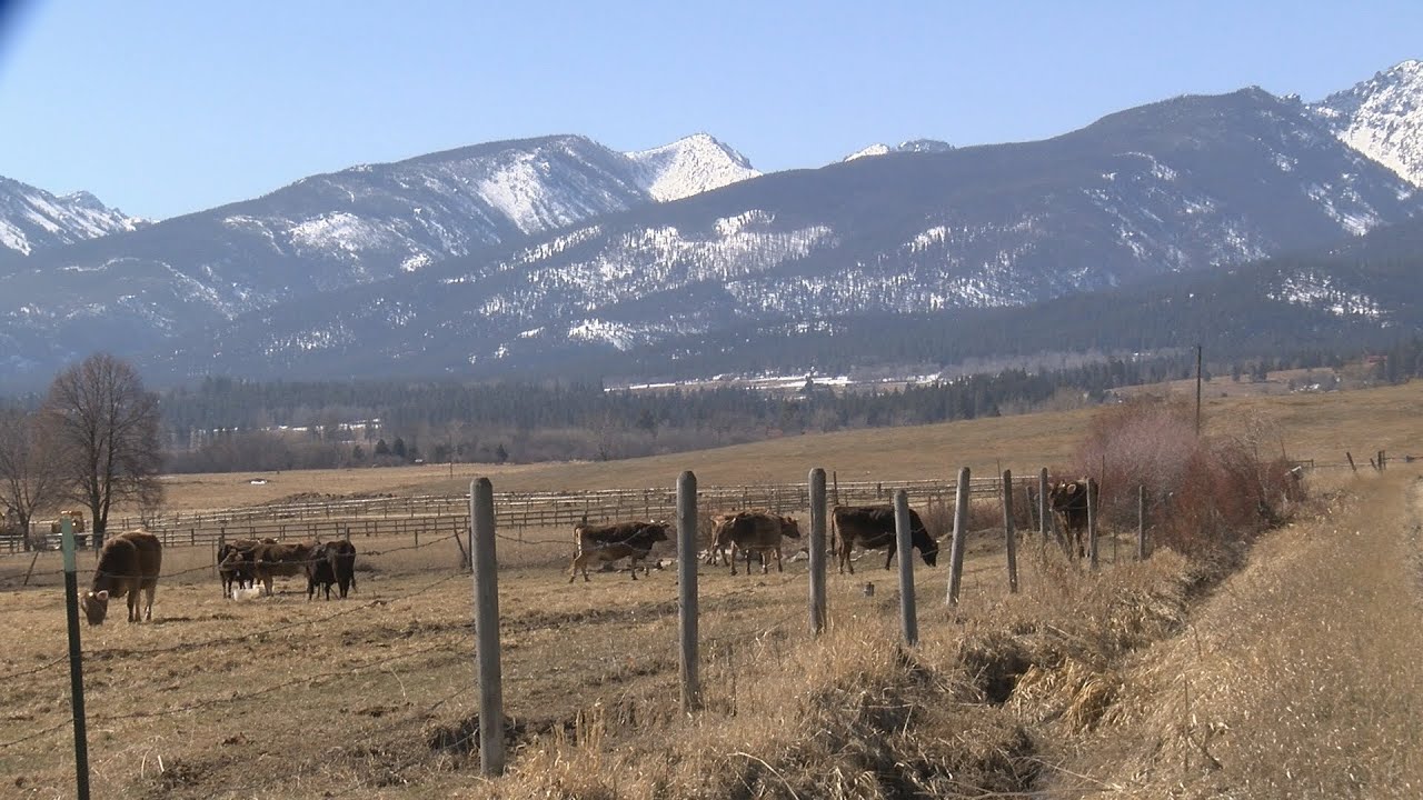 Montana Moment Lifeline Farm welcomes spring calves