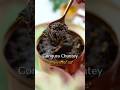 GONGURA CHUTNEY Arunavijay Recipe Cooking Gongura Southindianfood Telugu Summer