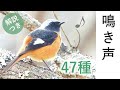 【保存版】鳥の鳴き声47種 (解説付き)