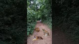 tiger attack funny video viralvideo trendingshorts shortsvideo animal