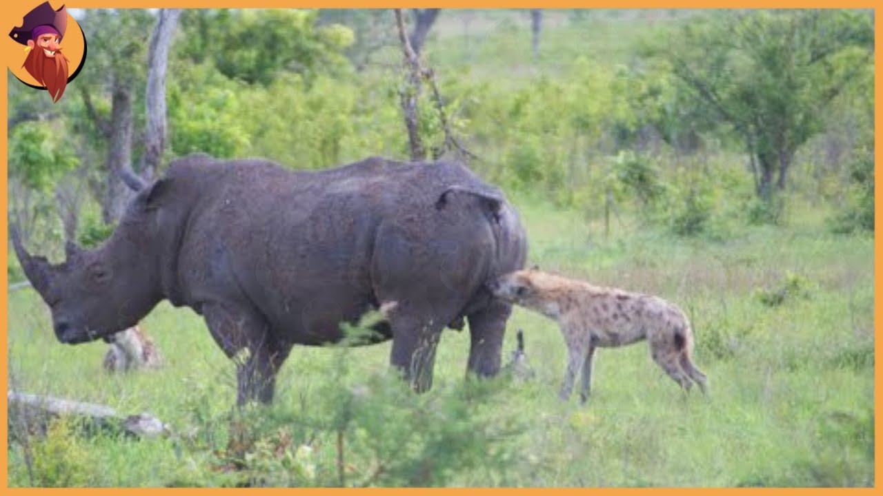 Tiere, Die Um Nahrung Kämpfen Löwe Gegen Hyäne Hyänen Greifen Löwin An, Aber Männlicher Löwe Kommt
