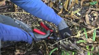 How to prune perennials and hydrangea in fall