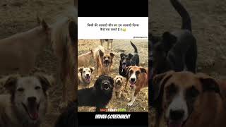 Please save Dogs #straydogs #indian #savedog #straydogsofinstagram #indiangovernment