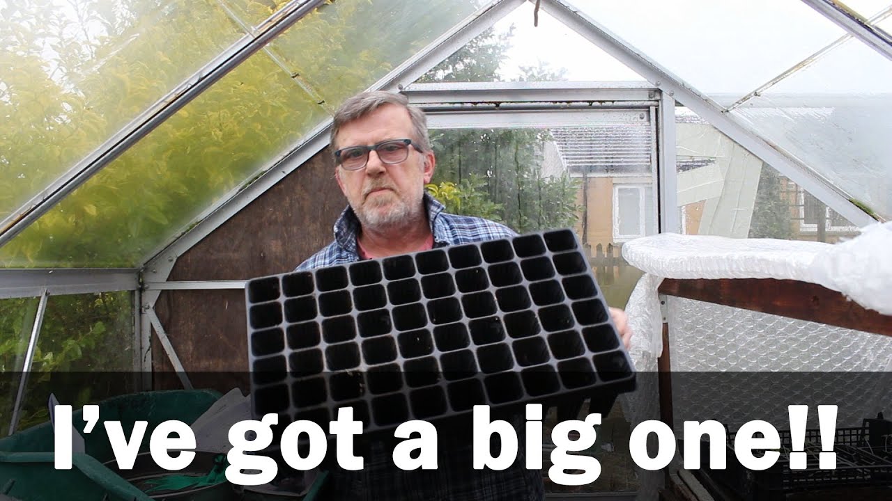 Sowing Brassicas, Root trainers and greenhouse at home.