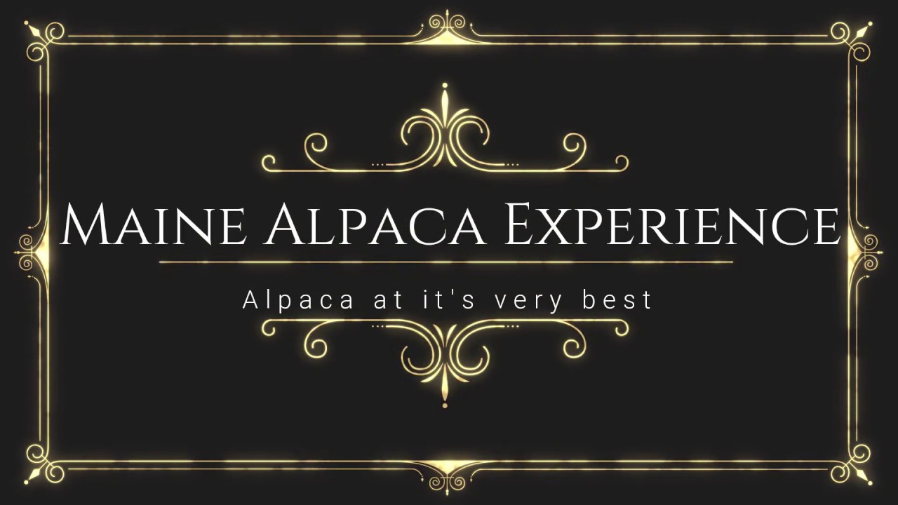 Tour the Maine Alpaca Experience YouTube