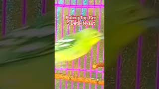 Suara Burung Cipoh Gacor Pancingan Top Cer Bikin Burung Cipoh Diam 5 Detik NYAUT#sirtugacor #Shorts