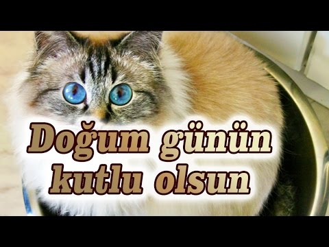 Doğum günün kutlu olsun - Birman kedi