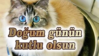 Doğum günün kutlu olsun - Birman kedi screenshot 4