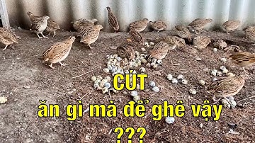 #39 Nuôi cút thả vườn tha hồ lượm trứng | Nuôi chim cút thả vườn