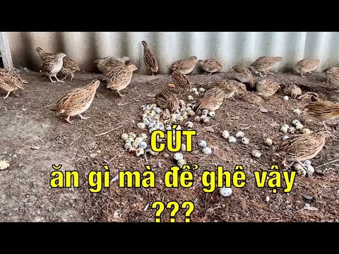 Video #39 Nuôi cút thả vườn tha hồ lượm trứng | Nuôi chim... - youtube