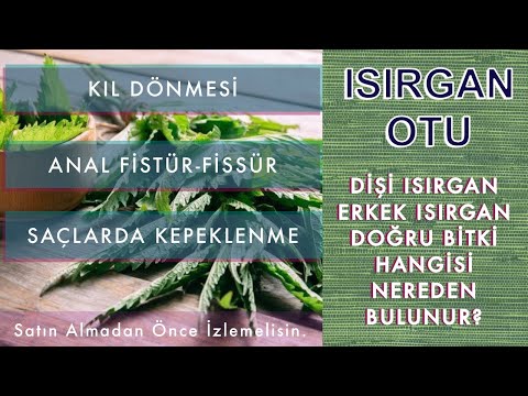 Isırgan Otu Faydaları Nelerdir Kıl Dönmesi Anal Fissül - Fistül Saçlarda Kepek için Bitkisel Kür. #