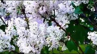 VID 20200523 WA0004