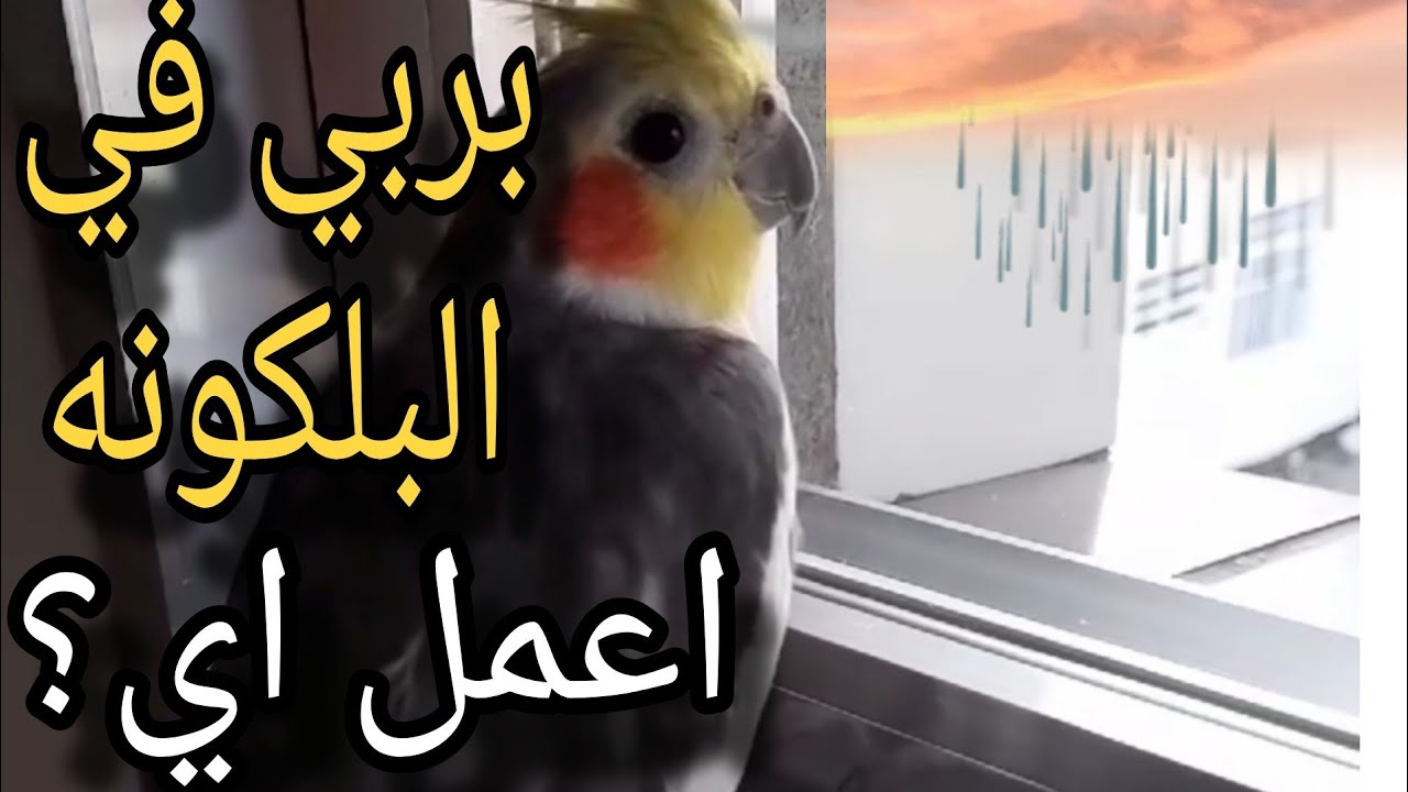 ماذا تفعل لتدفئة الطيور وحمايتهم من برد الشتاء  لو بتربى فى البلكونة