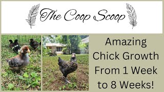 How Big Will Chicks Grow in Eight Short Weeks? Net Worth