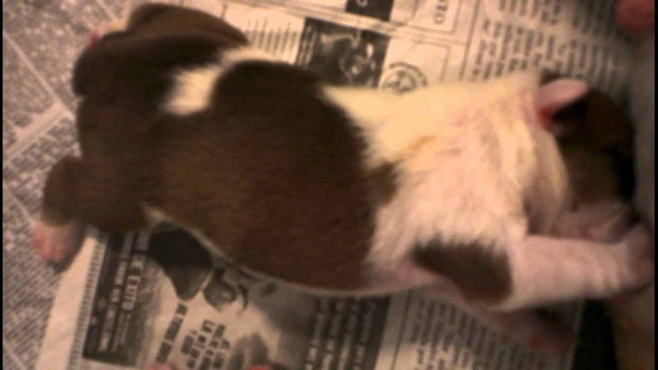 Neala English Bulldog puppy first milk II YouTube