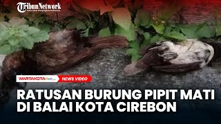 Fakta Ratusan Burung Pipit Mati di Balai Kota Cirebon
