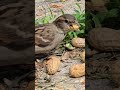 Pretty little sparrows stocking up. #short #sparrow #songbirds