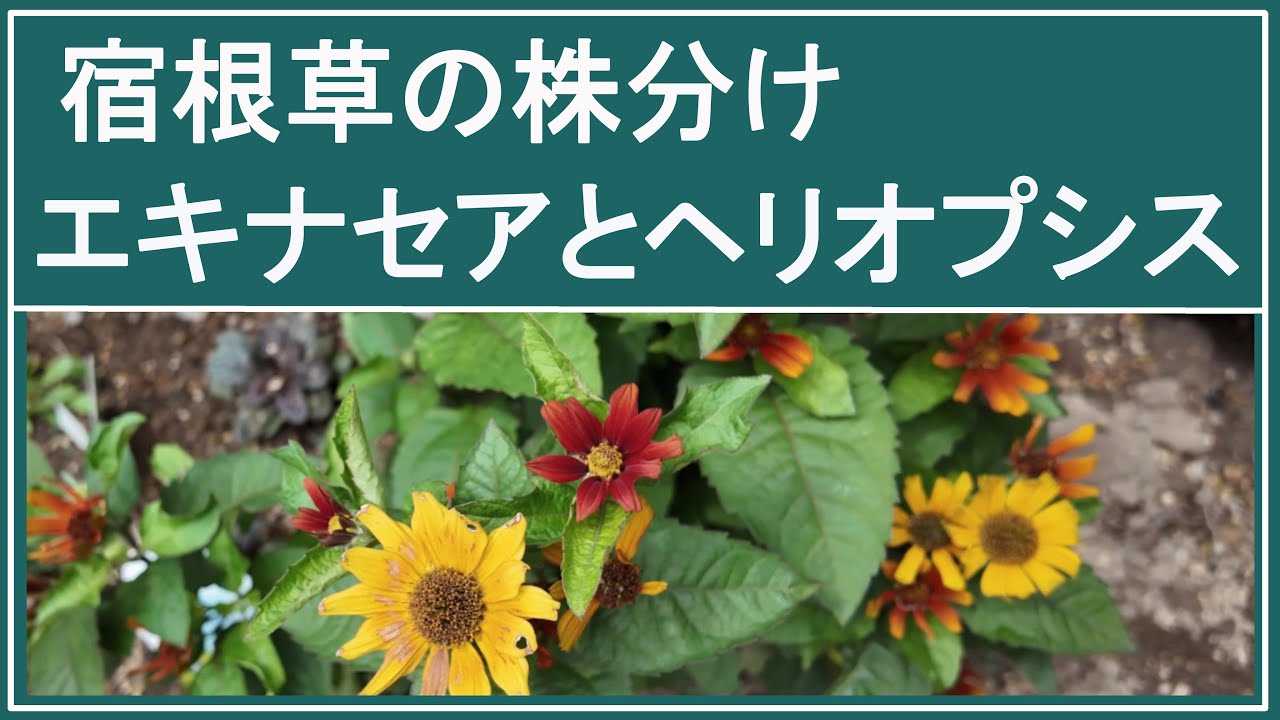 宿根草の庭づくり｜エキナセアの株分け｜ヘリオプシスの株分け｜perennial