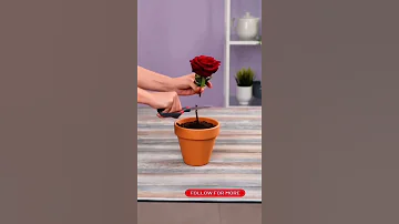 كيف تزرع وردة حمراء How To Grow A Red Rose 