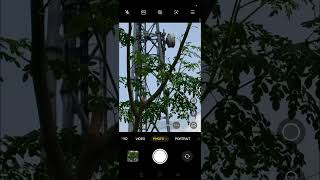 Zoom and Capture Clear Images from a Distance! #shorts