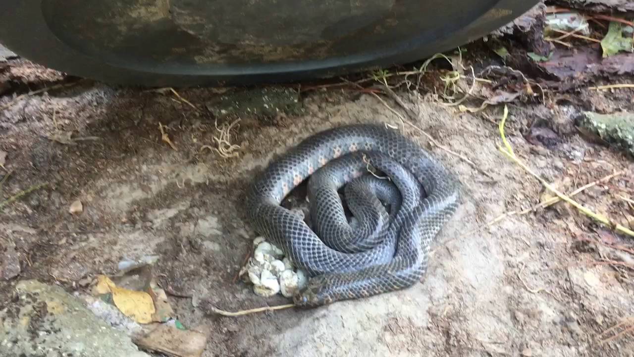 Eastern Mud Snake with Eggs YouTube