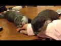 カワウソ劇場 二匹でまったり２