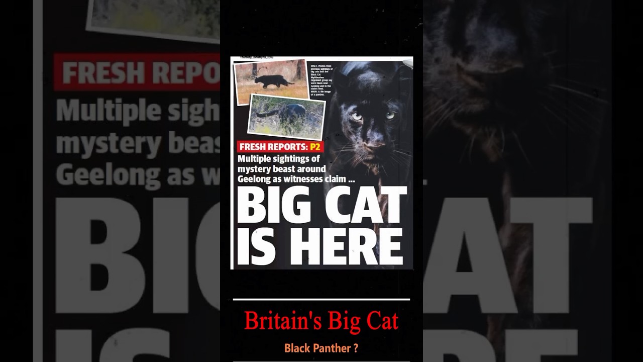 meet Britain's black panther #BritainsBlackPanther