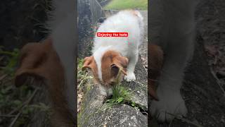 GRASS EATER DOG #shorts #trending #viralvideo #cute #dog #eating #grass #food #enjoy #life #asmr
