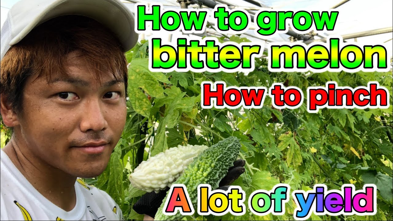超簡単 ゴーヤーの栽培方法 親づるの摘芯についてご紹介 Youtube