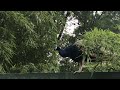 Perceval : paon vivant en liberté dans le zoo( La Londe les Maures - VAR)
