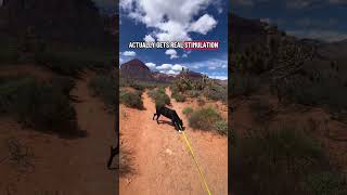 This Changes Dog Behavior FAST #dogshorts