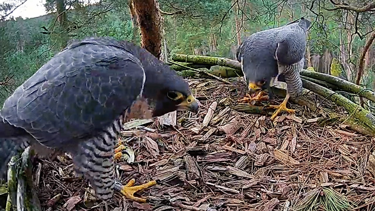 Trzebież - Randka Tajgi z nowym samcem 2 03 2026 sokoły wędrowne