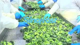 IQF Frozen Broccoli Florets Supplier
