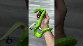 All Colorful Snakes| #SnakesCompilation #Wildlife #Animals #SnakeVideo #Nature#shorts #Snakes